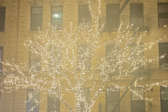 Harlem, New York City, 30 Foot Tree